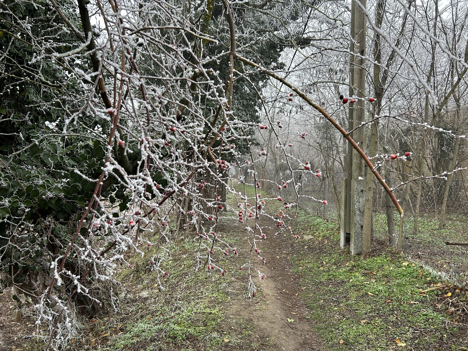 Téli ösvény az Angyali-szigeten